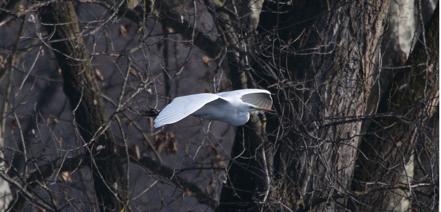 white major 27-01-2022