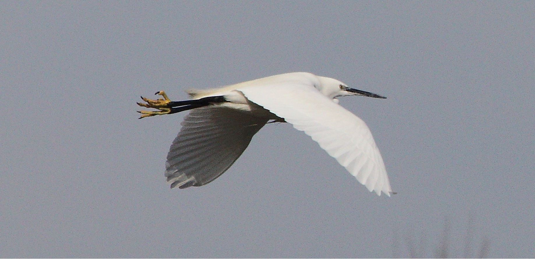 egret 27-01-2022