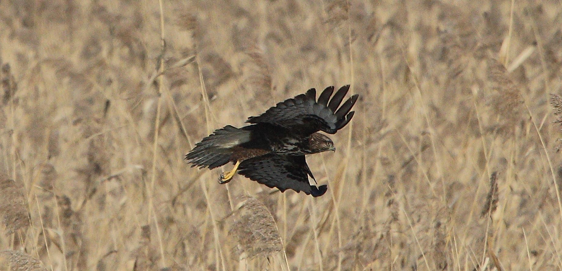 Buteo 24-01-2022
