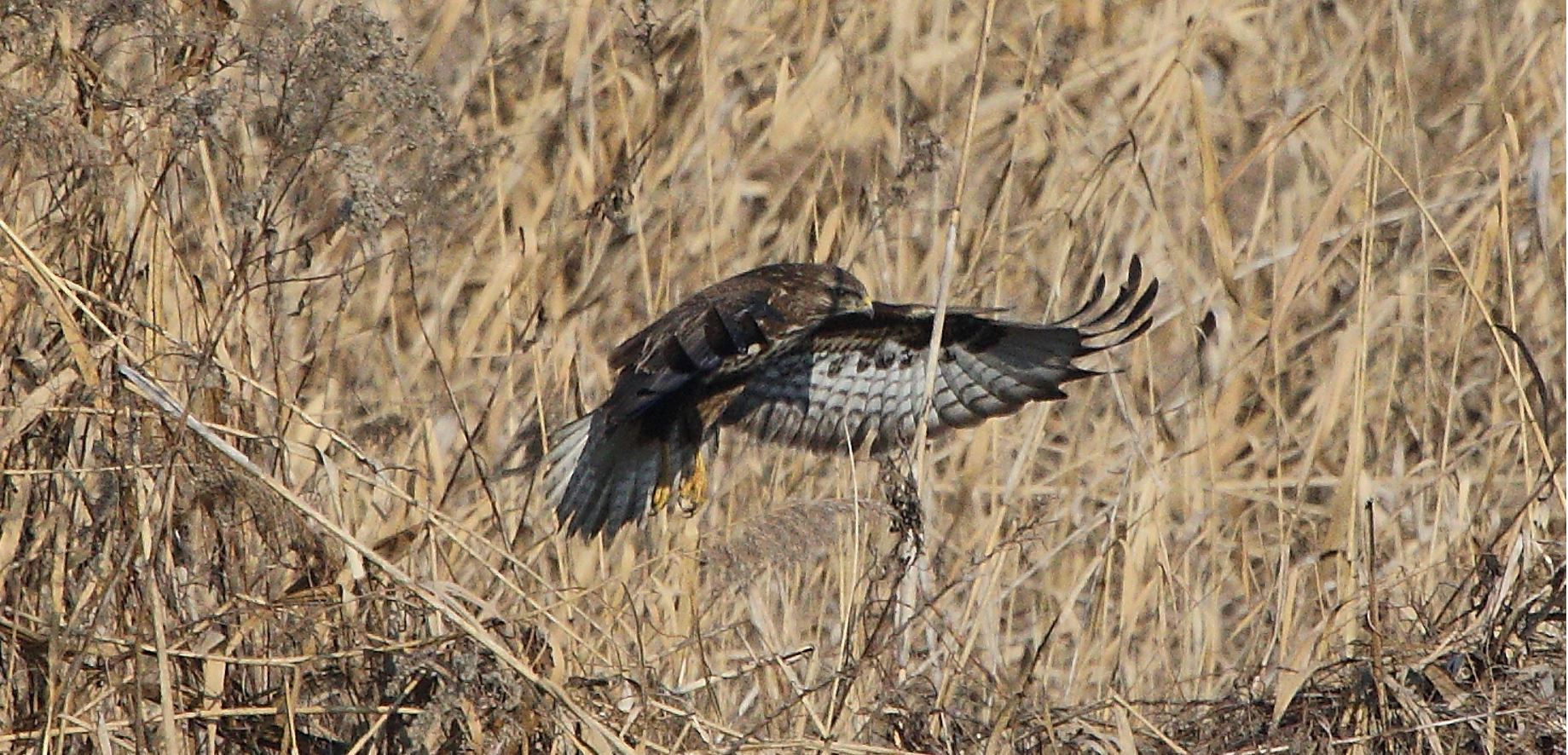 Buteo 24-01-2022