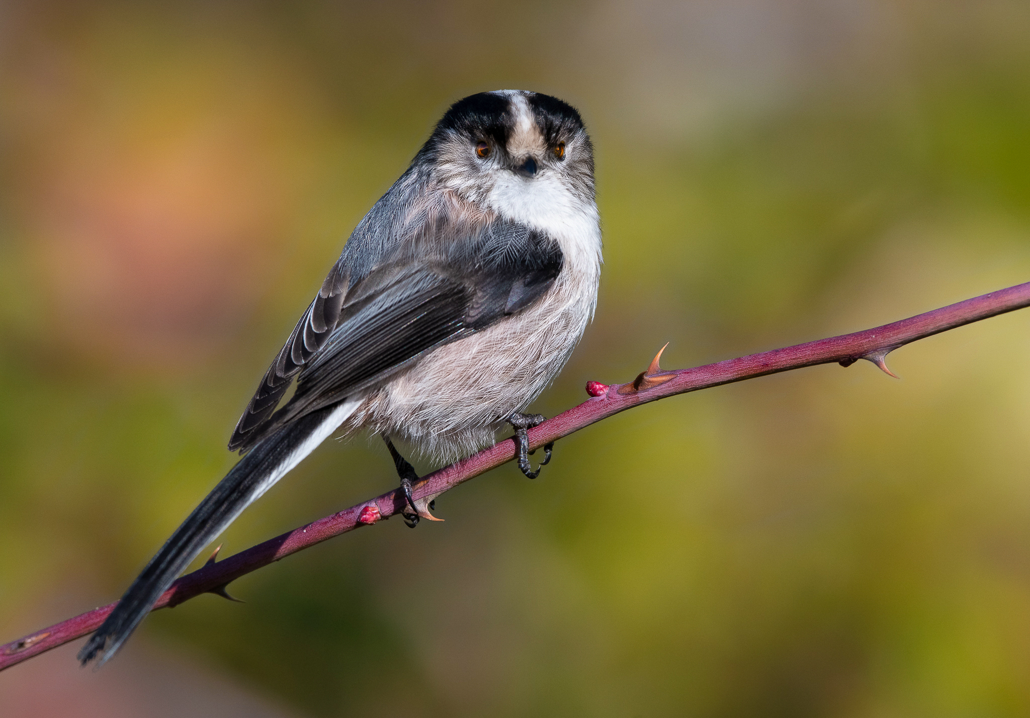14 cm quasi tutti di coda :)