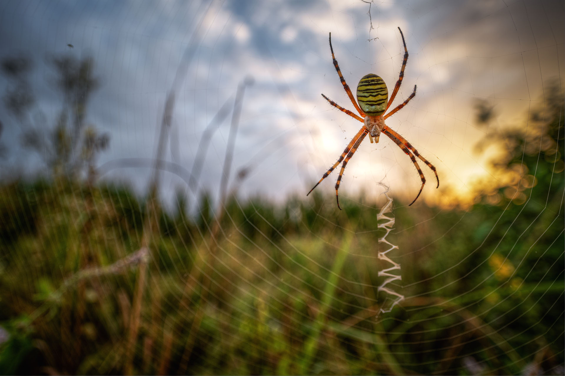 wasp spider at dawn
