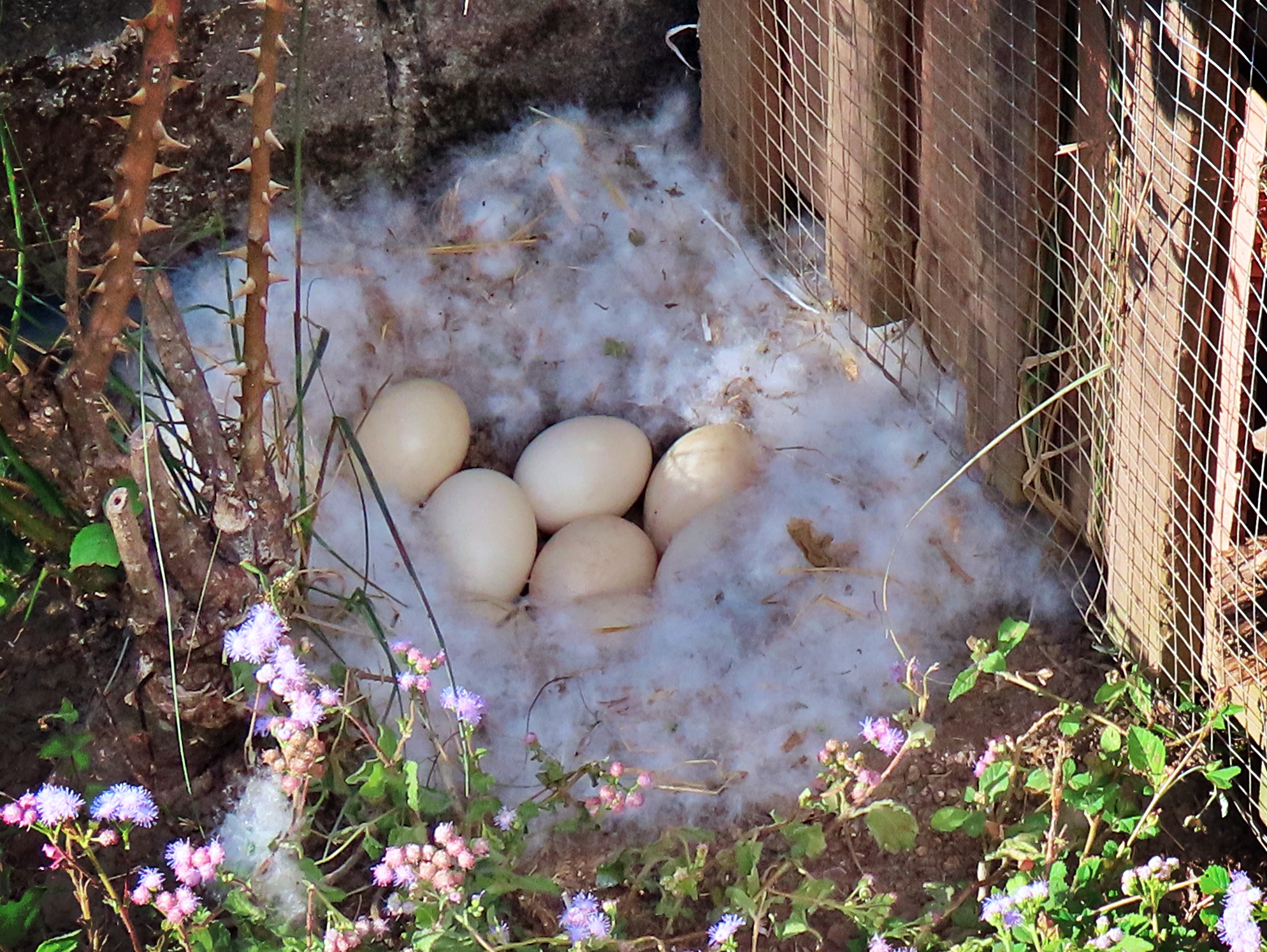 Mscovy nest - duckling photos soon!