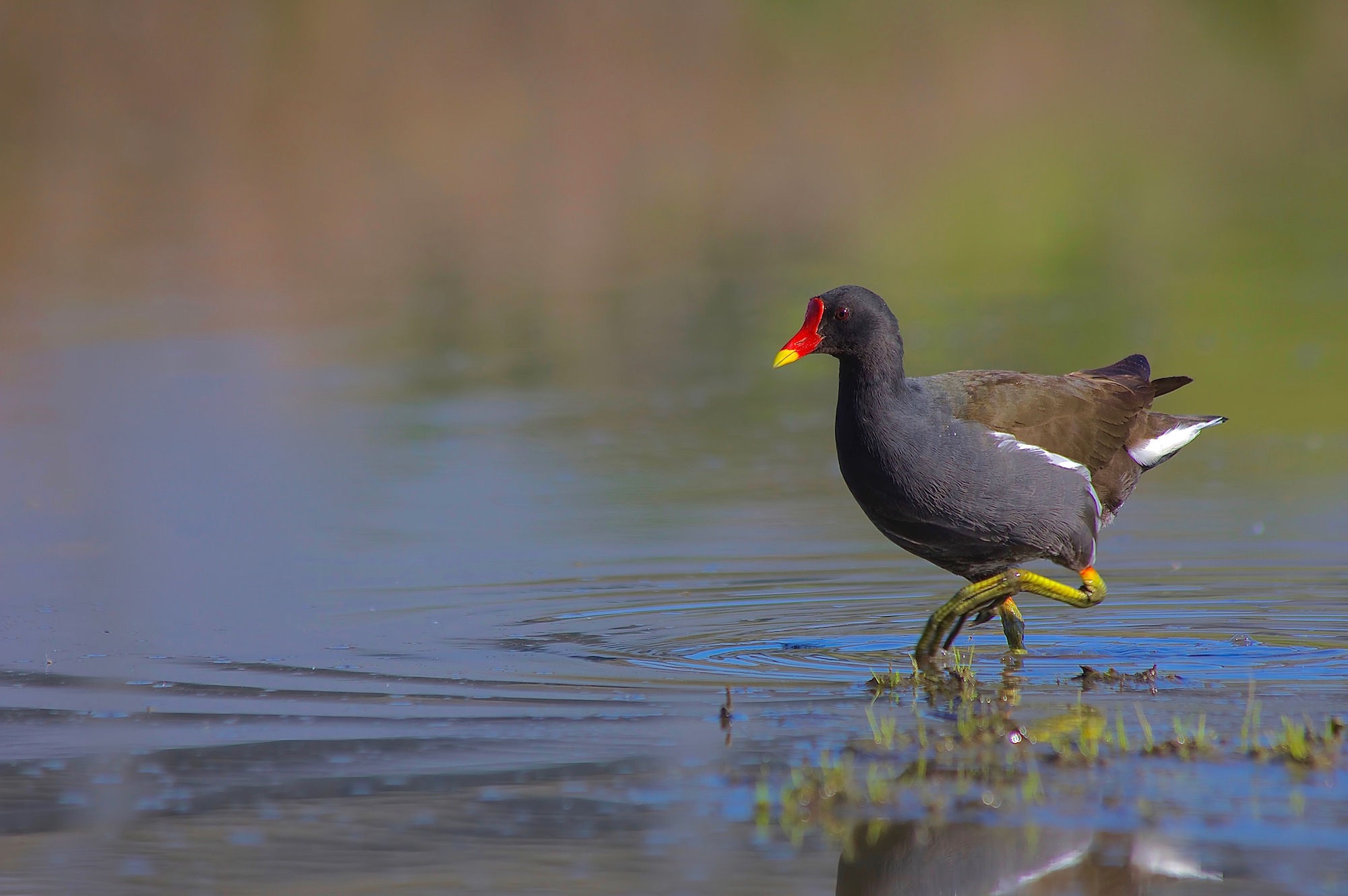 Moorhen