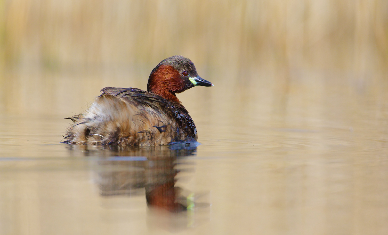 Tuffetto nella magia del tramonto