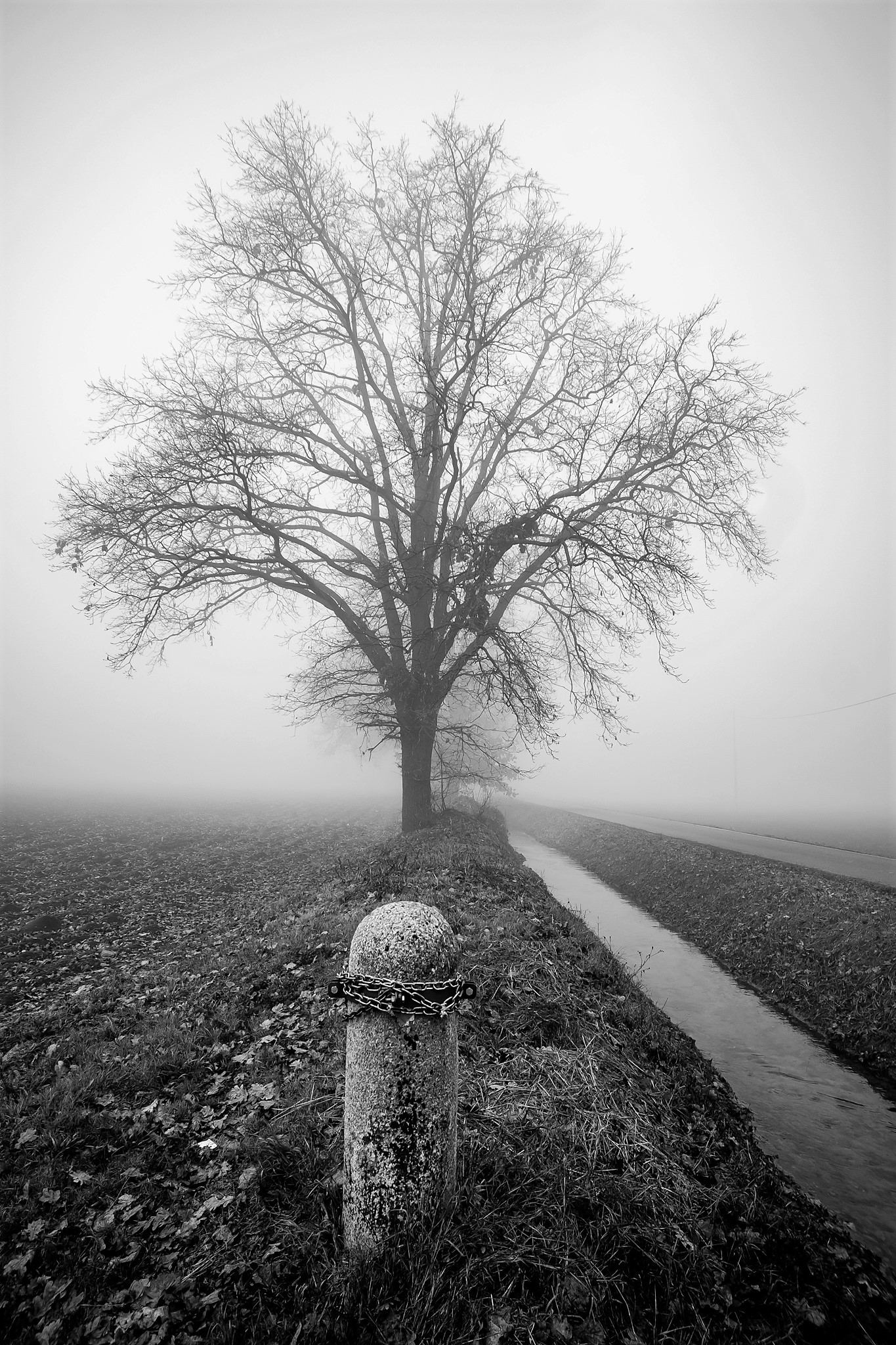 Schiavi della nebbia
