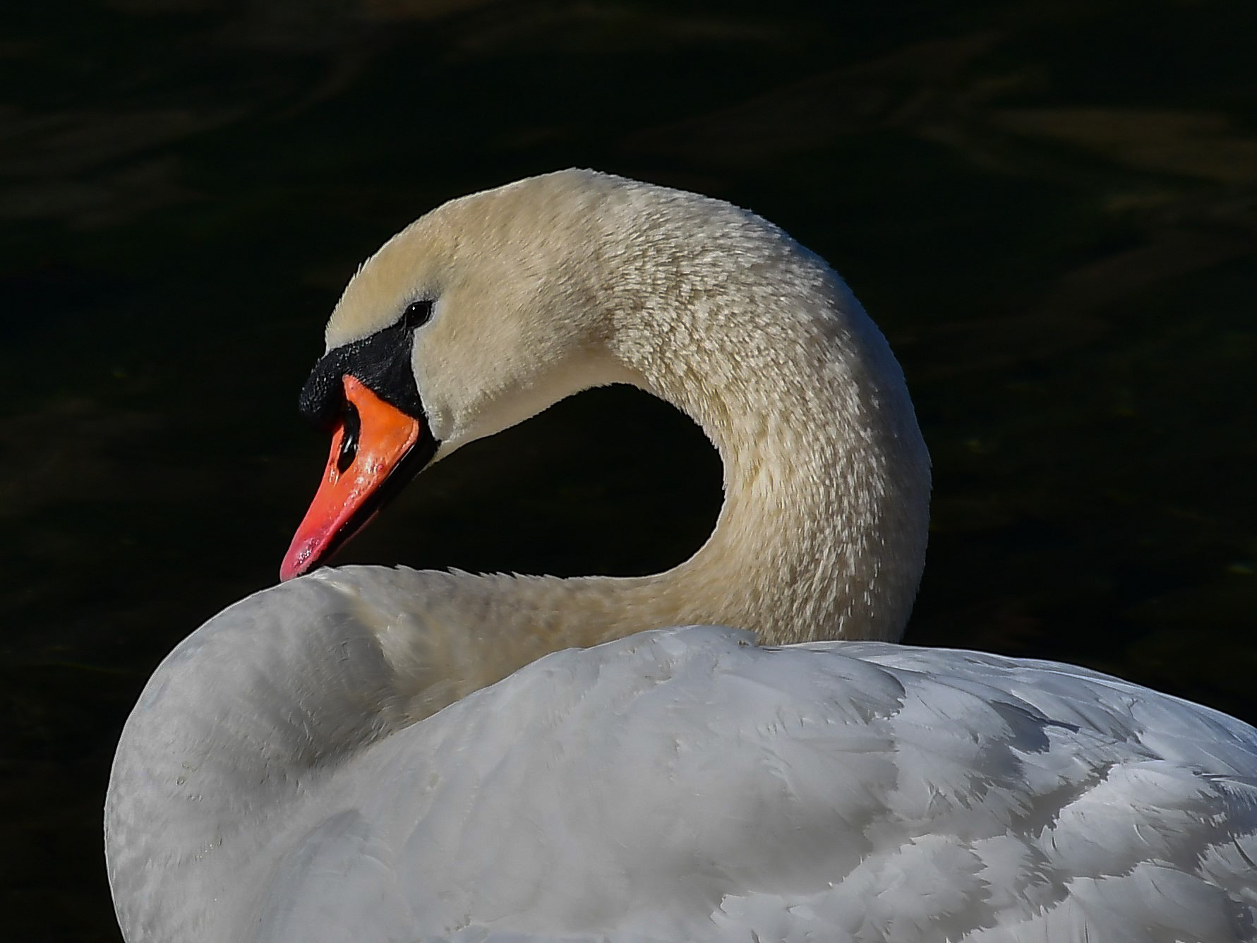 Swan