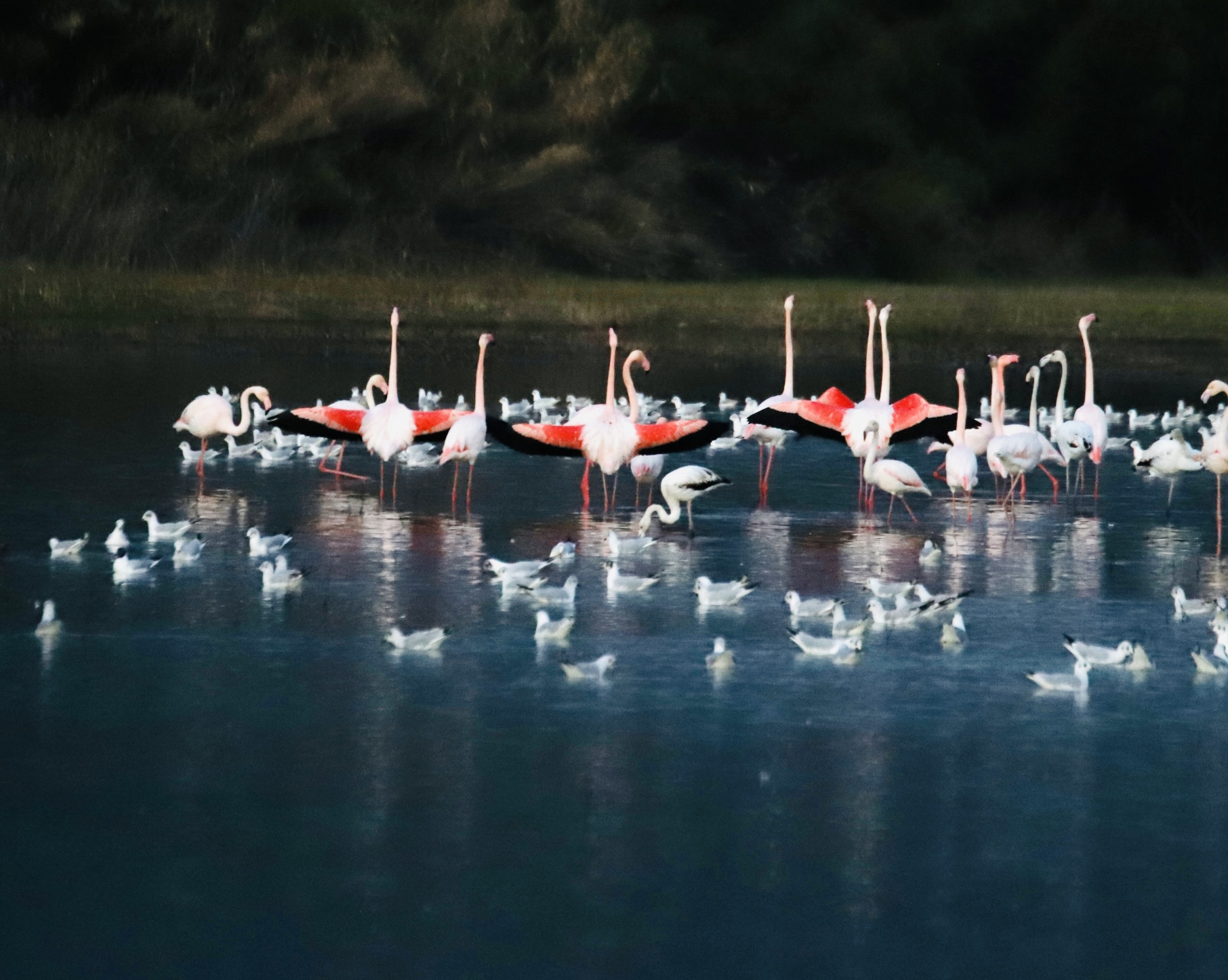 Flamingoes