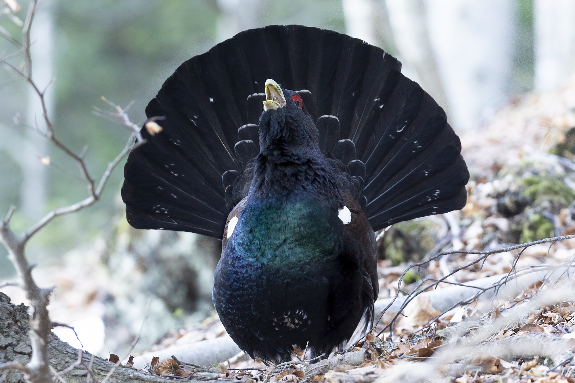 il gallo cedrone sono io