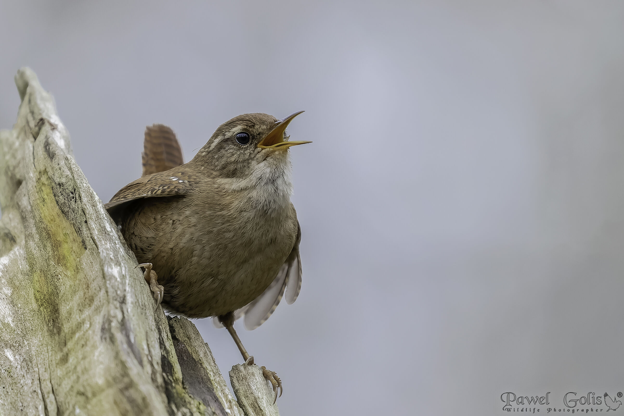 Scricciolo eurasiatico ( Troglodytes troglodytes)