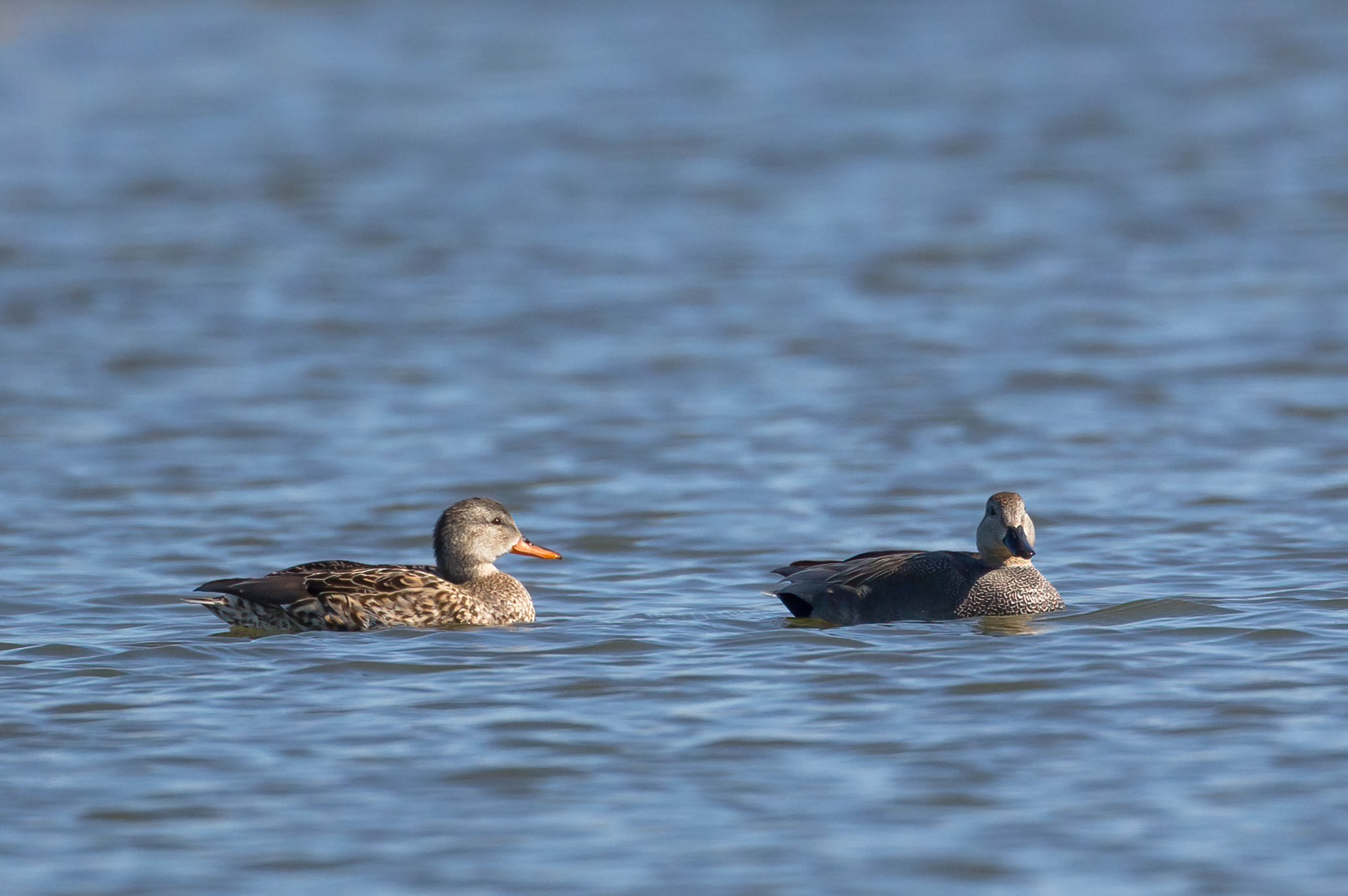 Coppia di canapiglie