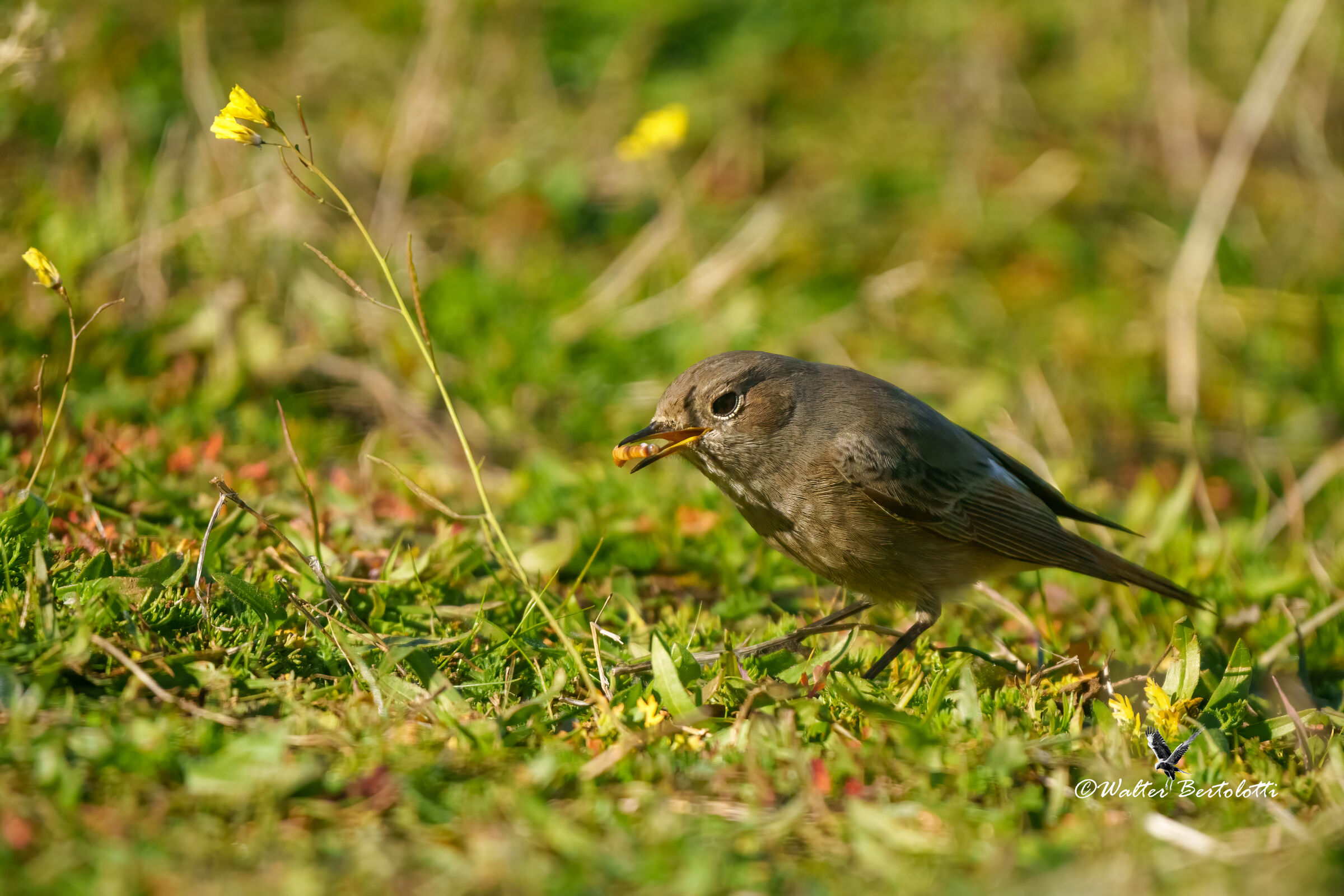 codirosso spazzacamino (f)