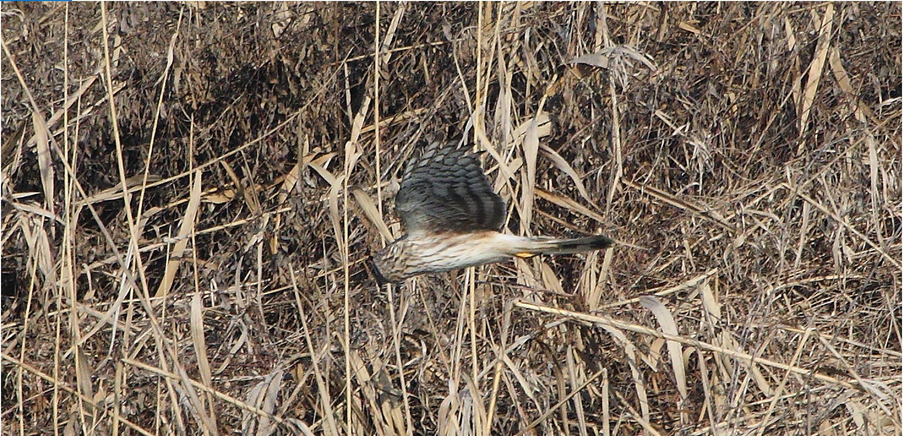 Albanella 27-01-2022