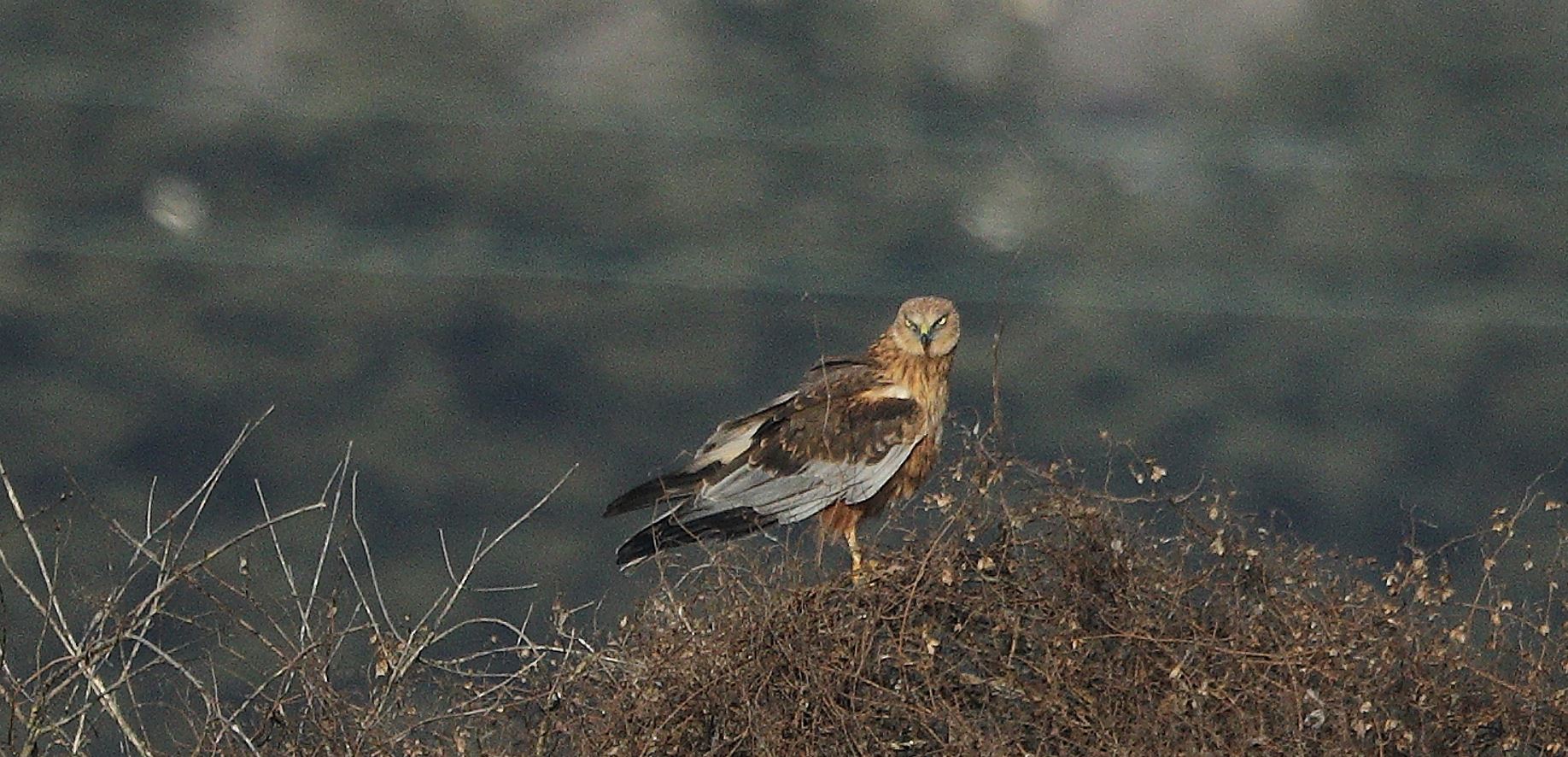 marsh falcon 21-01-2022