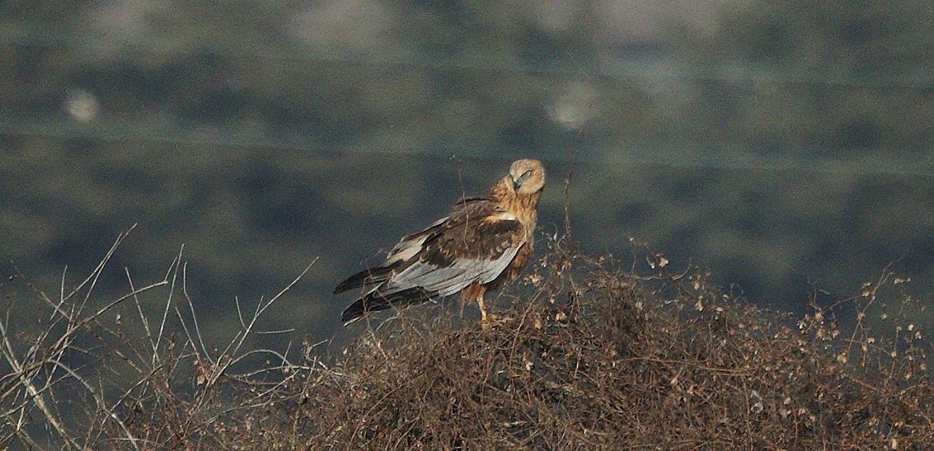 marsh falcon 21-01-2022