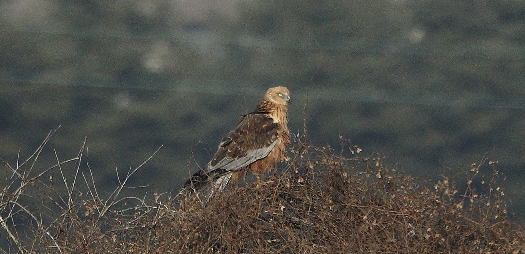 marsh falcon 21-01-2022