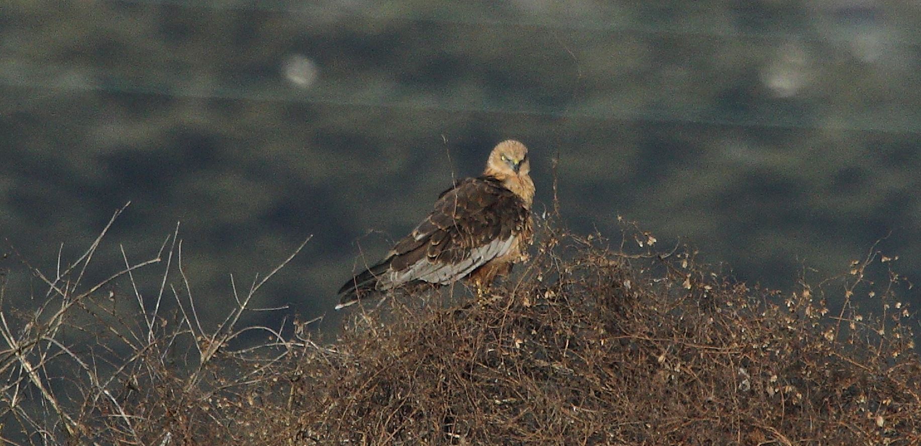 marsh falcon 21-01-2022