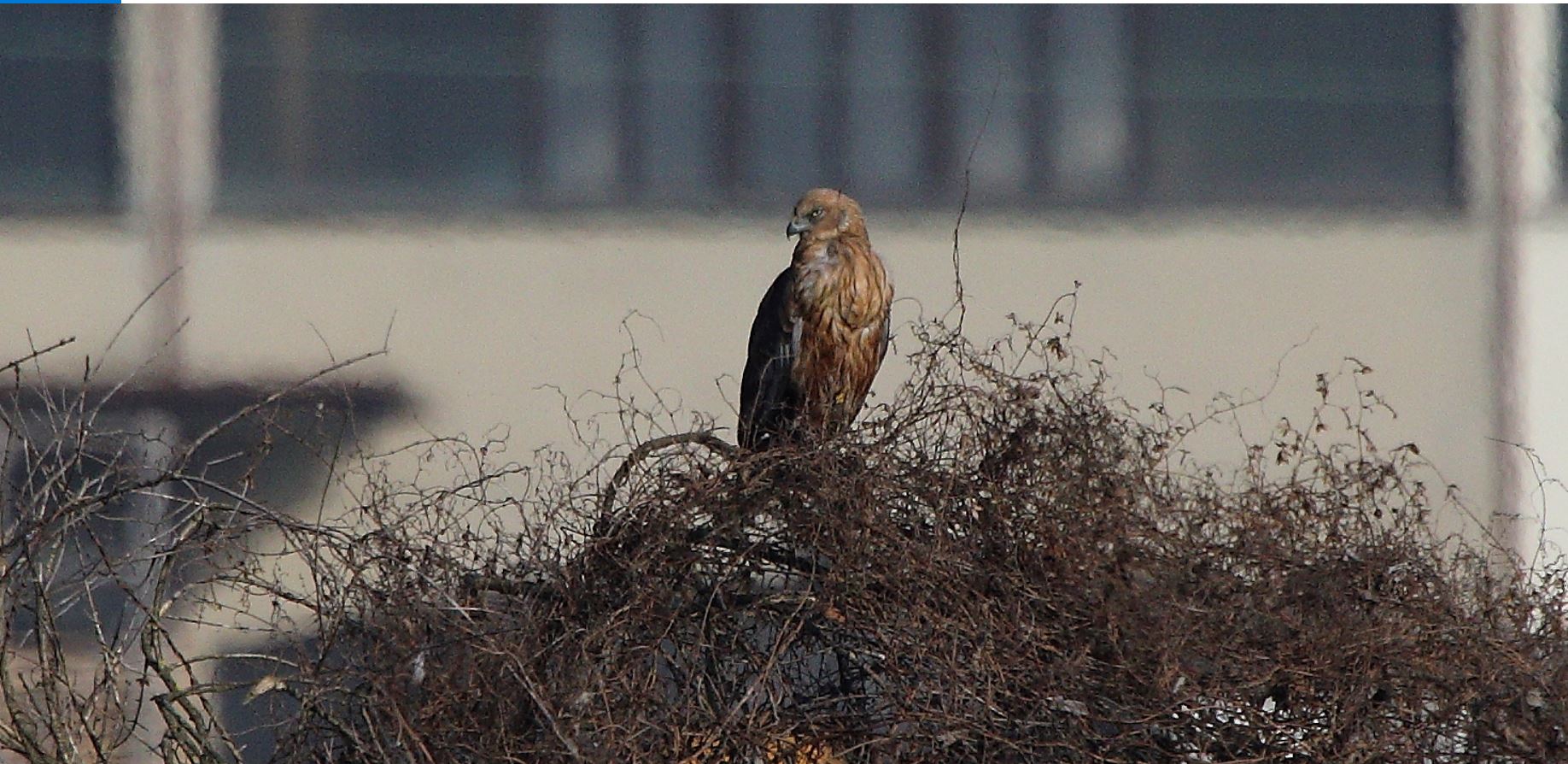 marsh falcon 23-01-2022