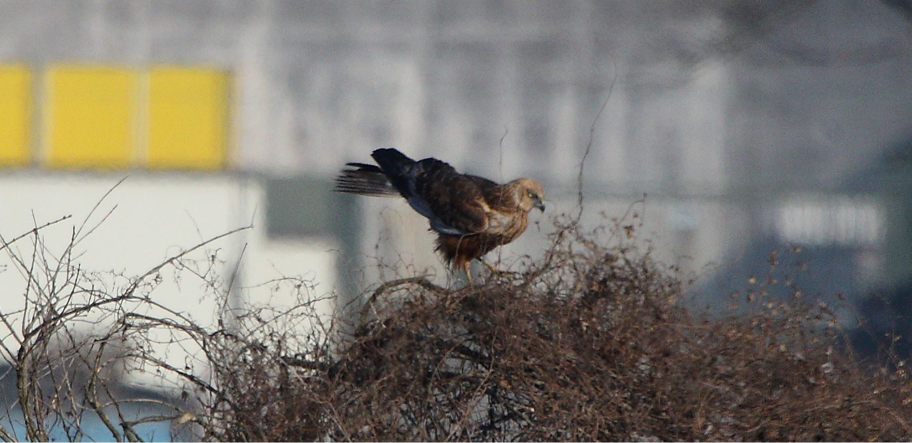 marsh falcon 23-01-2022