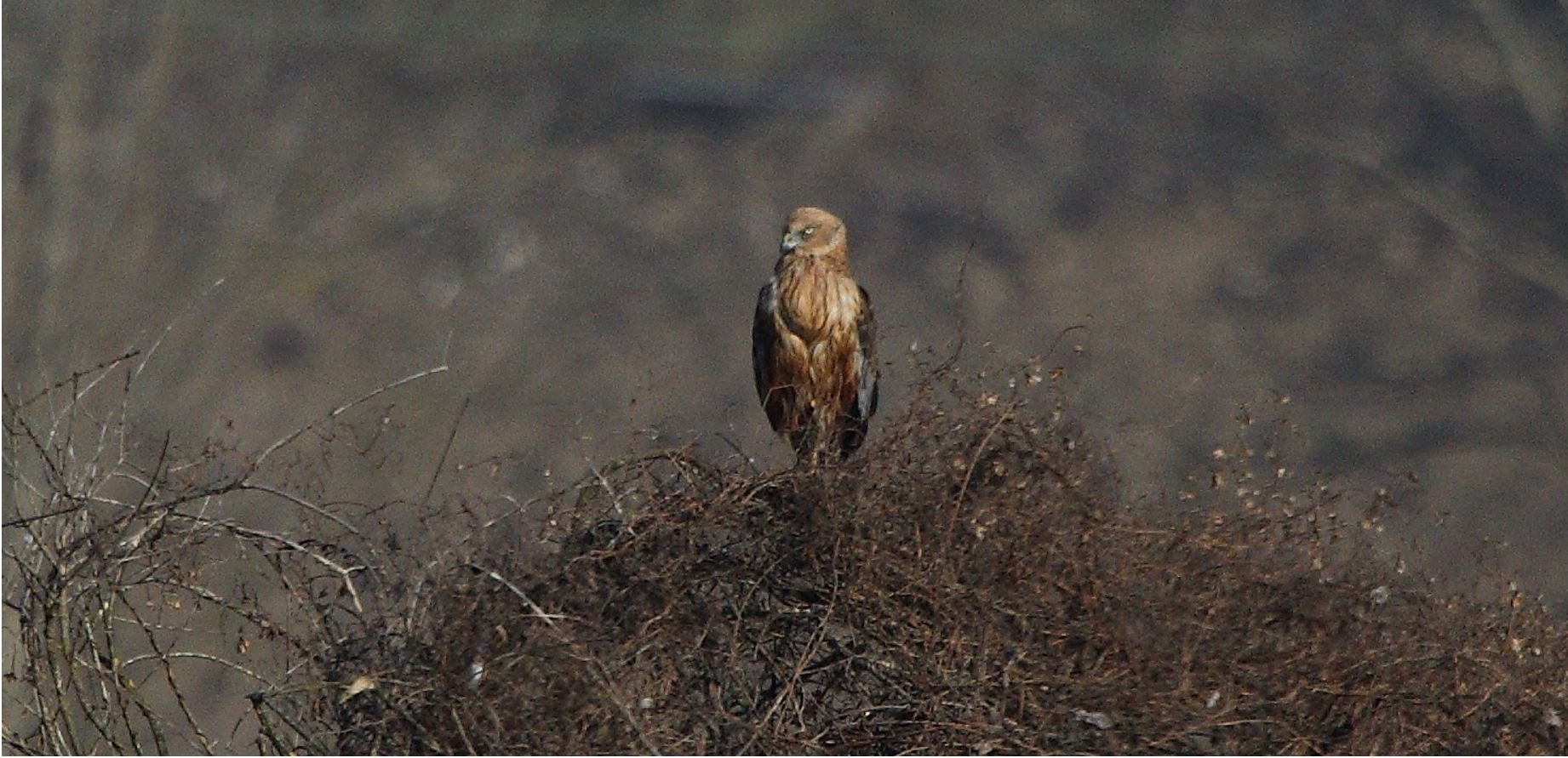 marsh falcon 23-01-2022