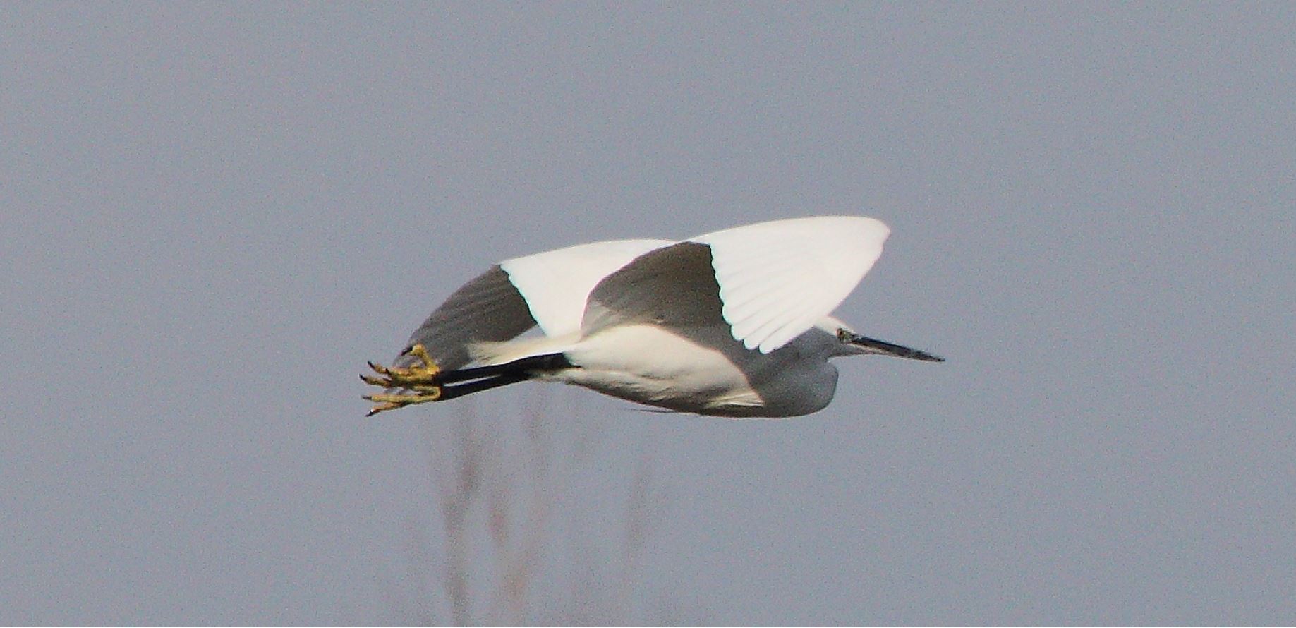 Egret 27-01-2022