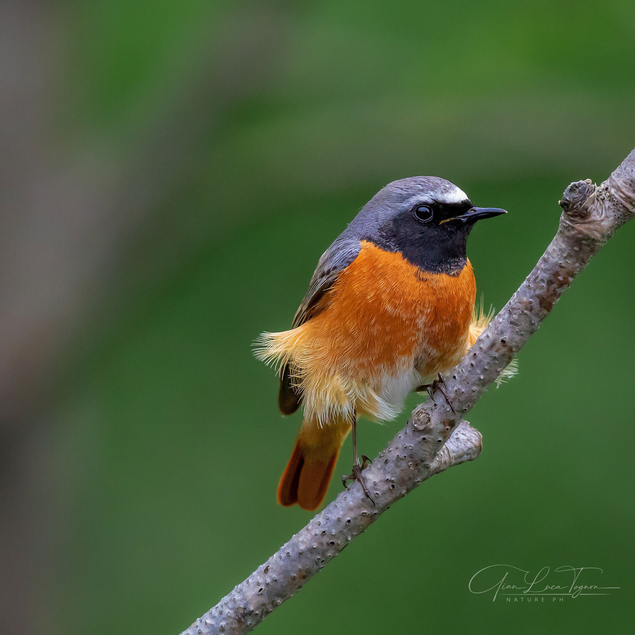 Fluttering of young feathers