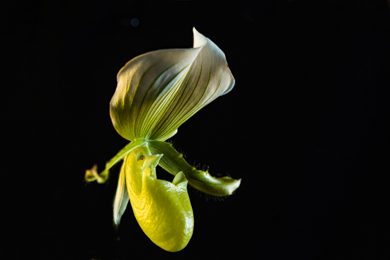 Paphiopedilum