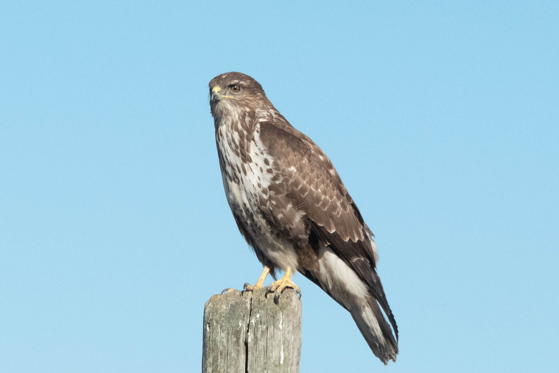 Buzzard