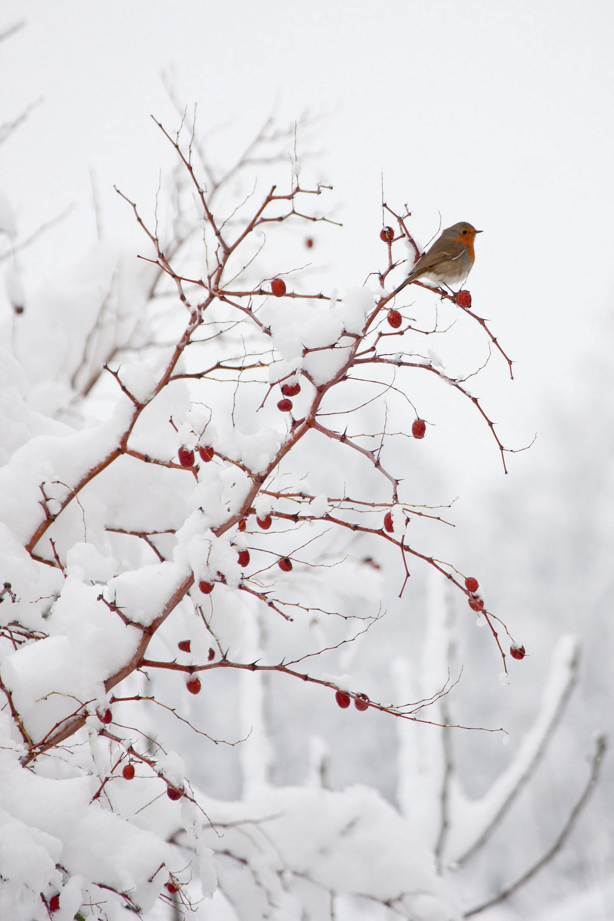 In the "nevone of 2012"