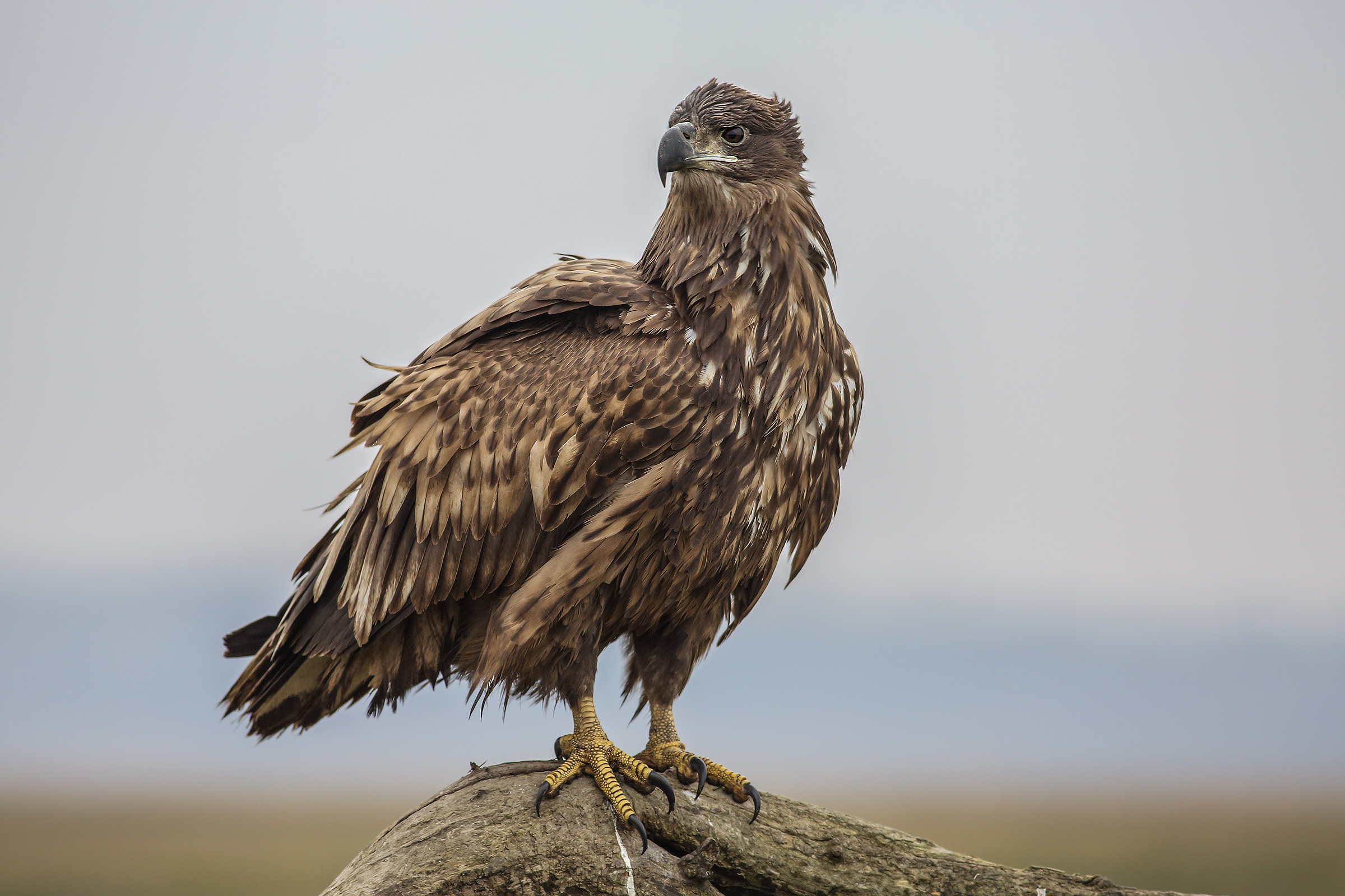 Young specimen whitetail eagle