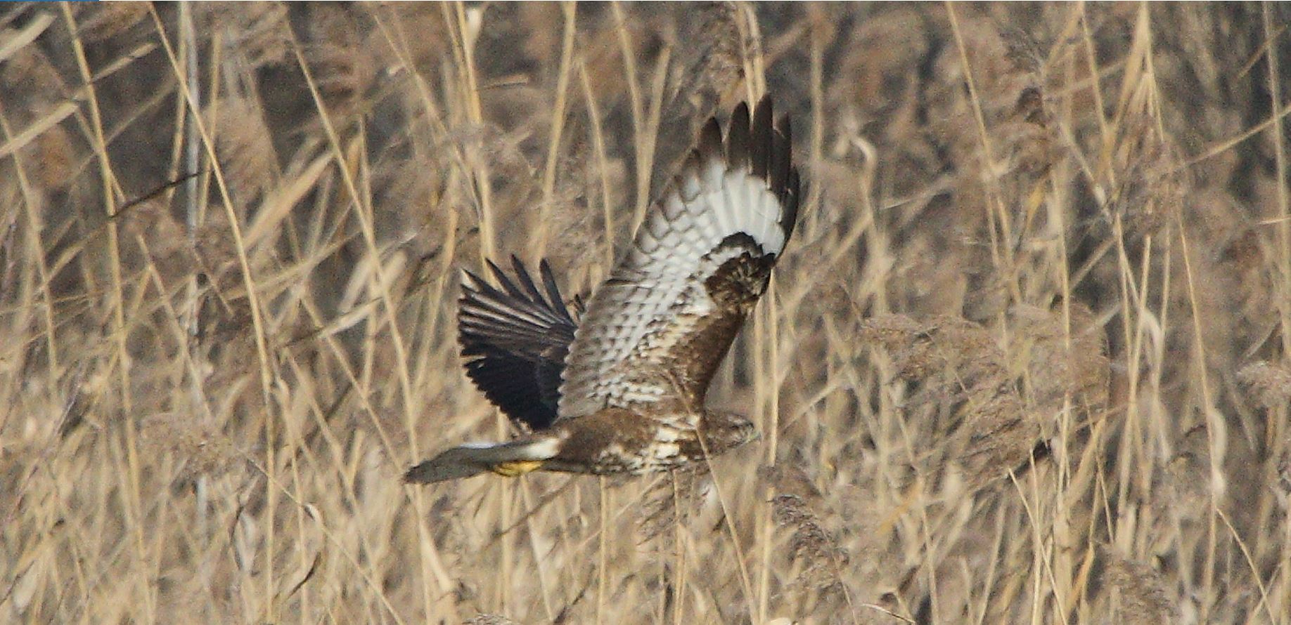 Buteo 24-01-2022