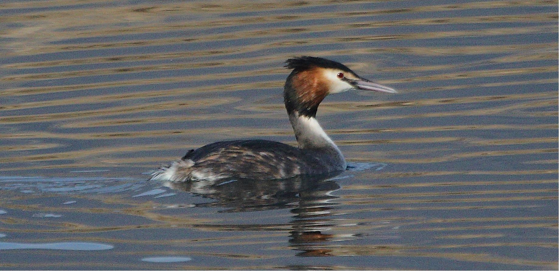 grebe