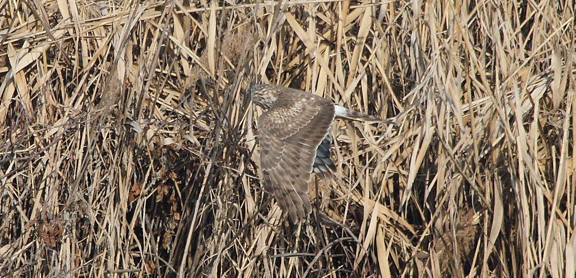 Albanella 27-01-2022