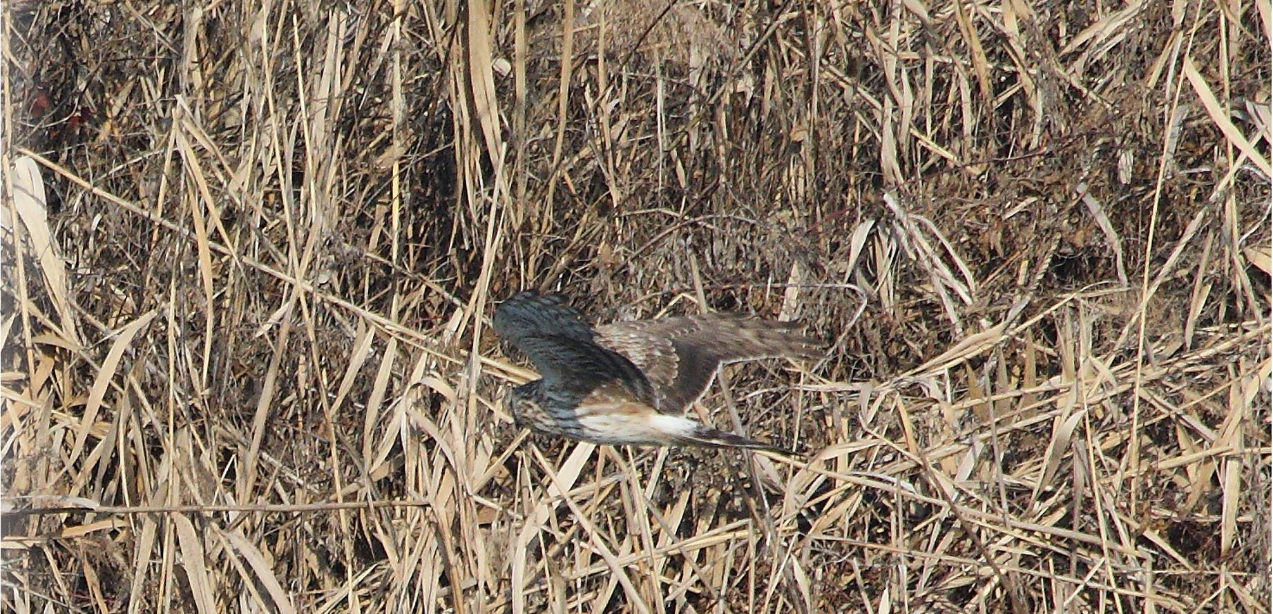 Albanella 27-01-2022