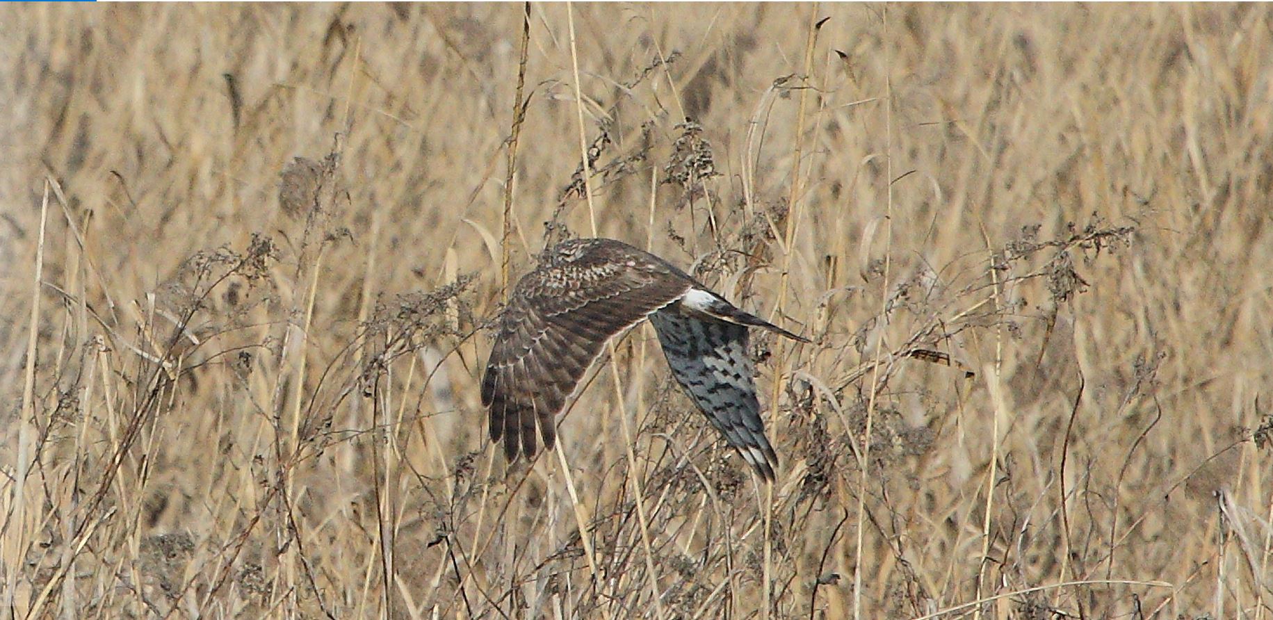 Albanella 27-01-2022