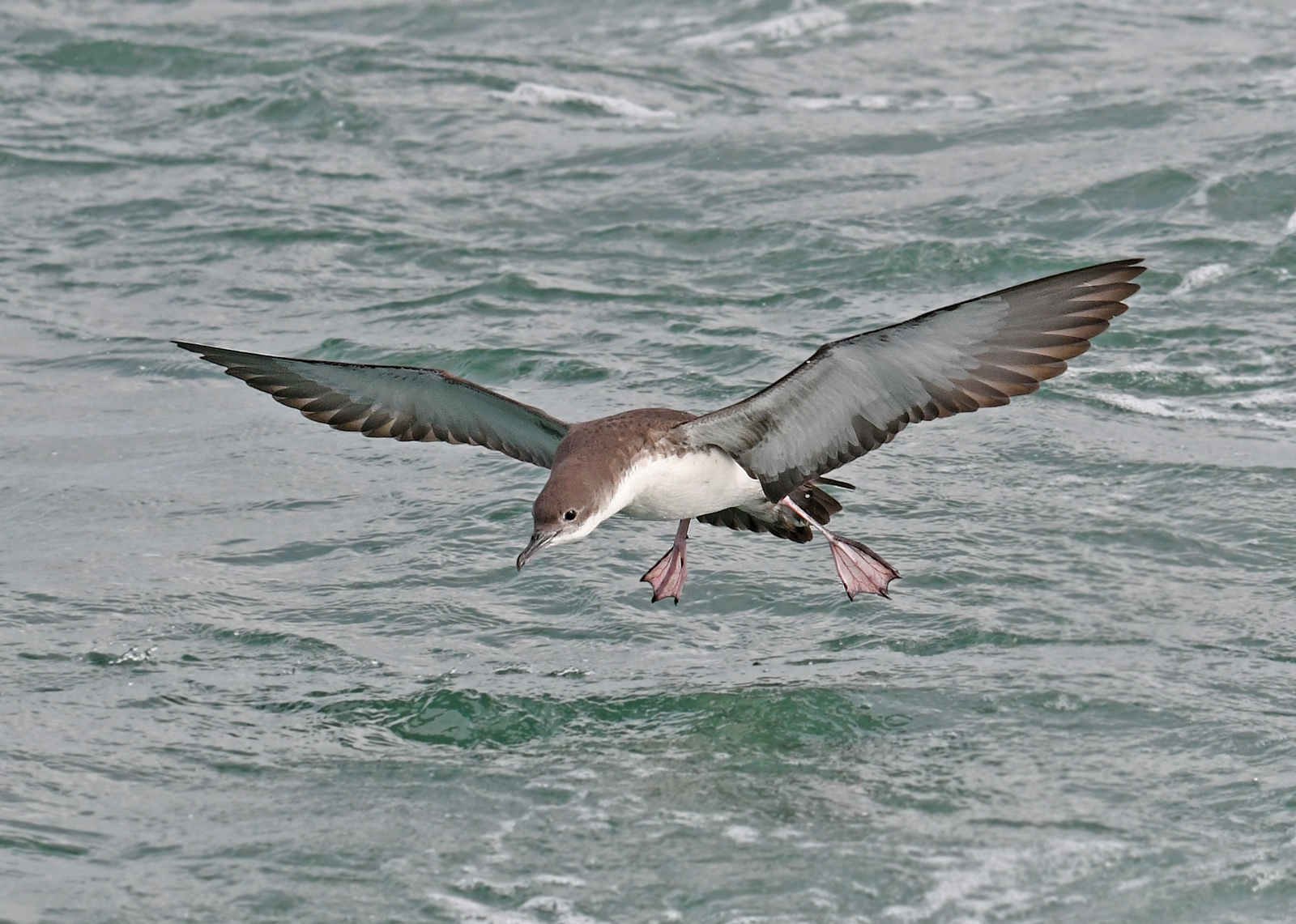 Manx shearwater