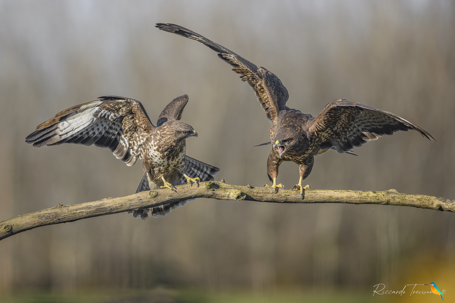 indovina chi è la femmina?