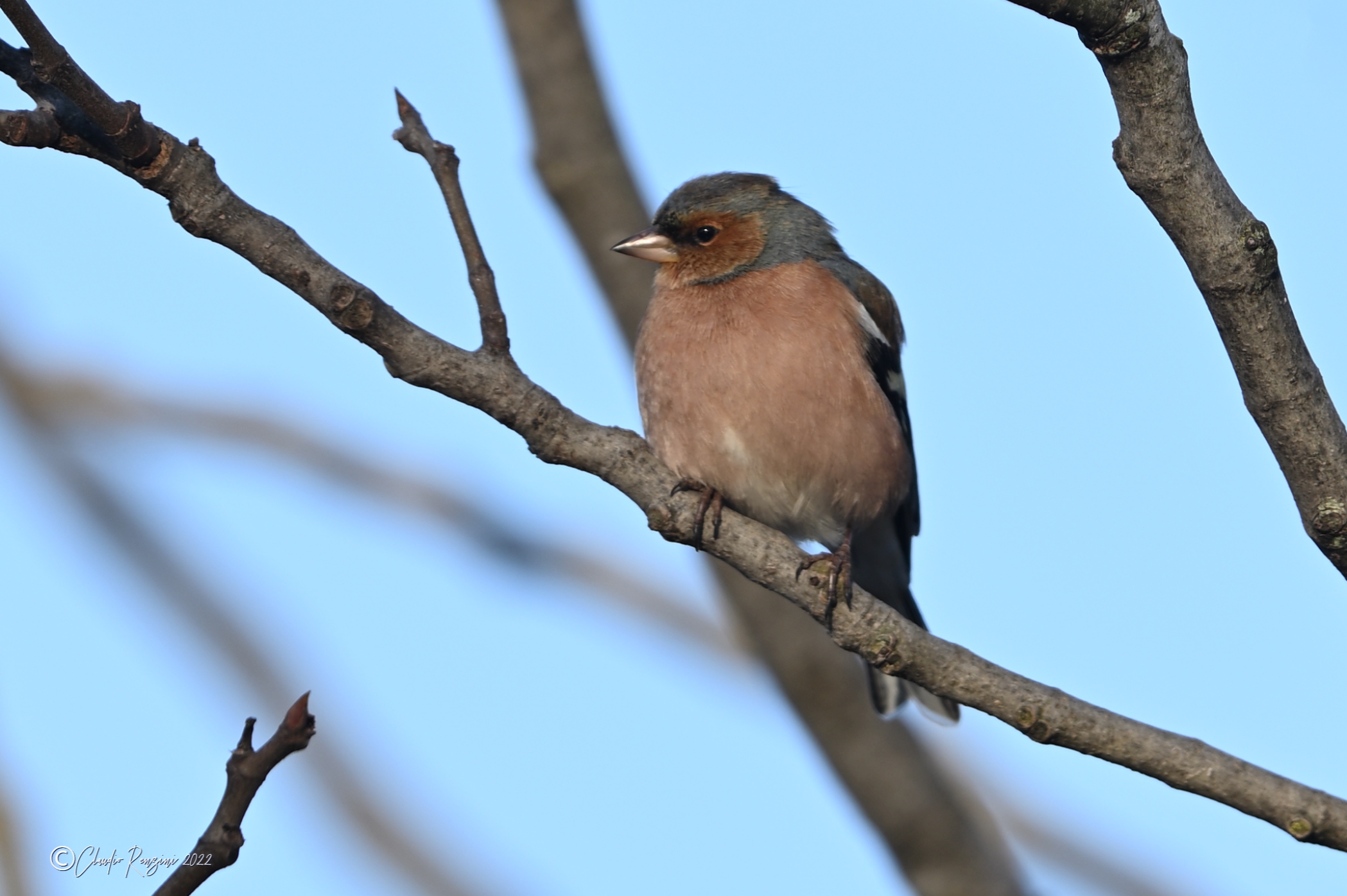male chaffinch