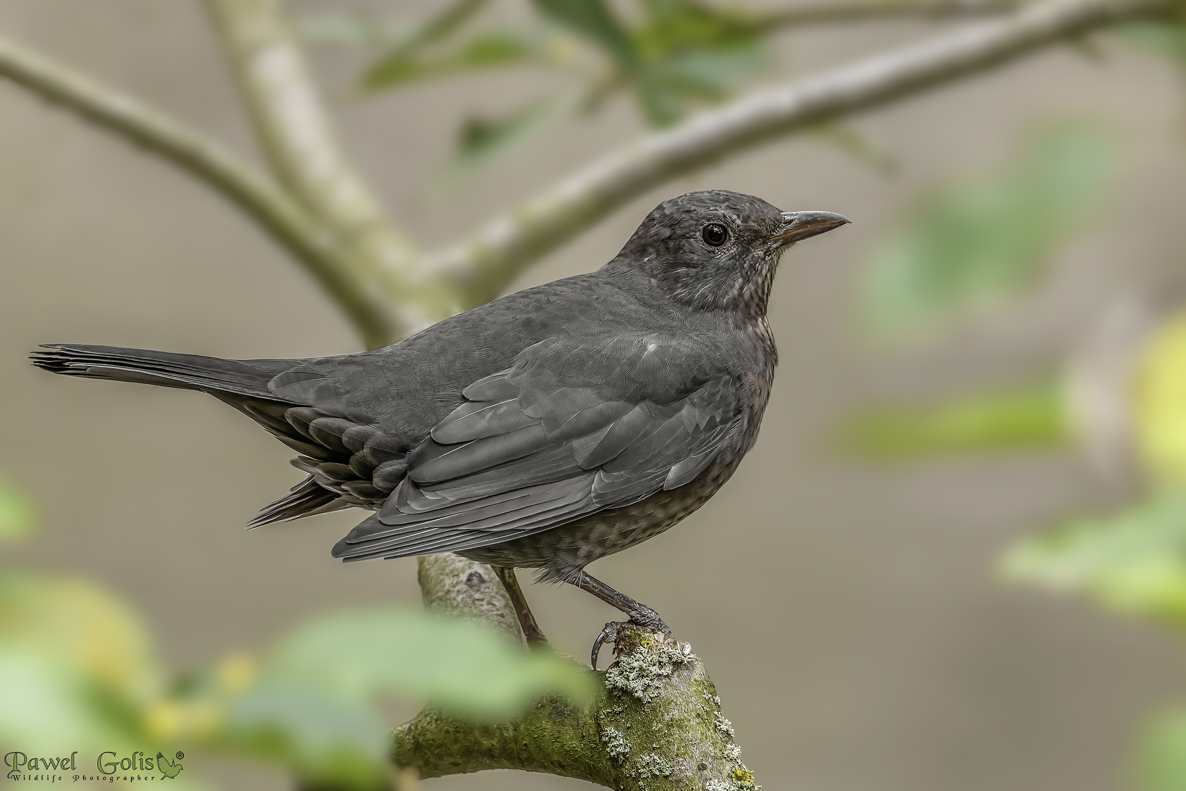 Merlo comune (Turdus merula)