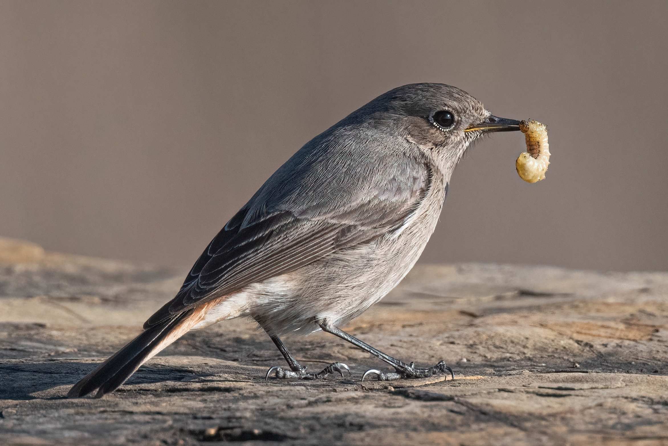 Black redstart