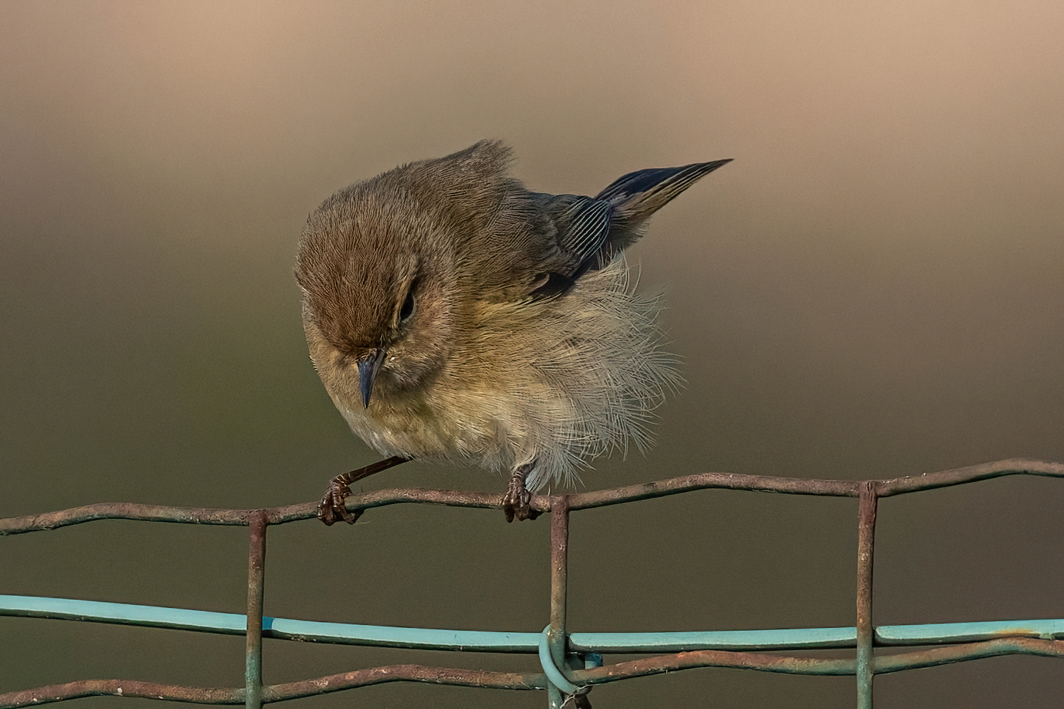Chiffchaff