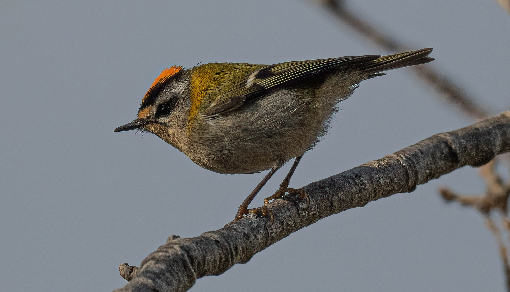 Firecrest