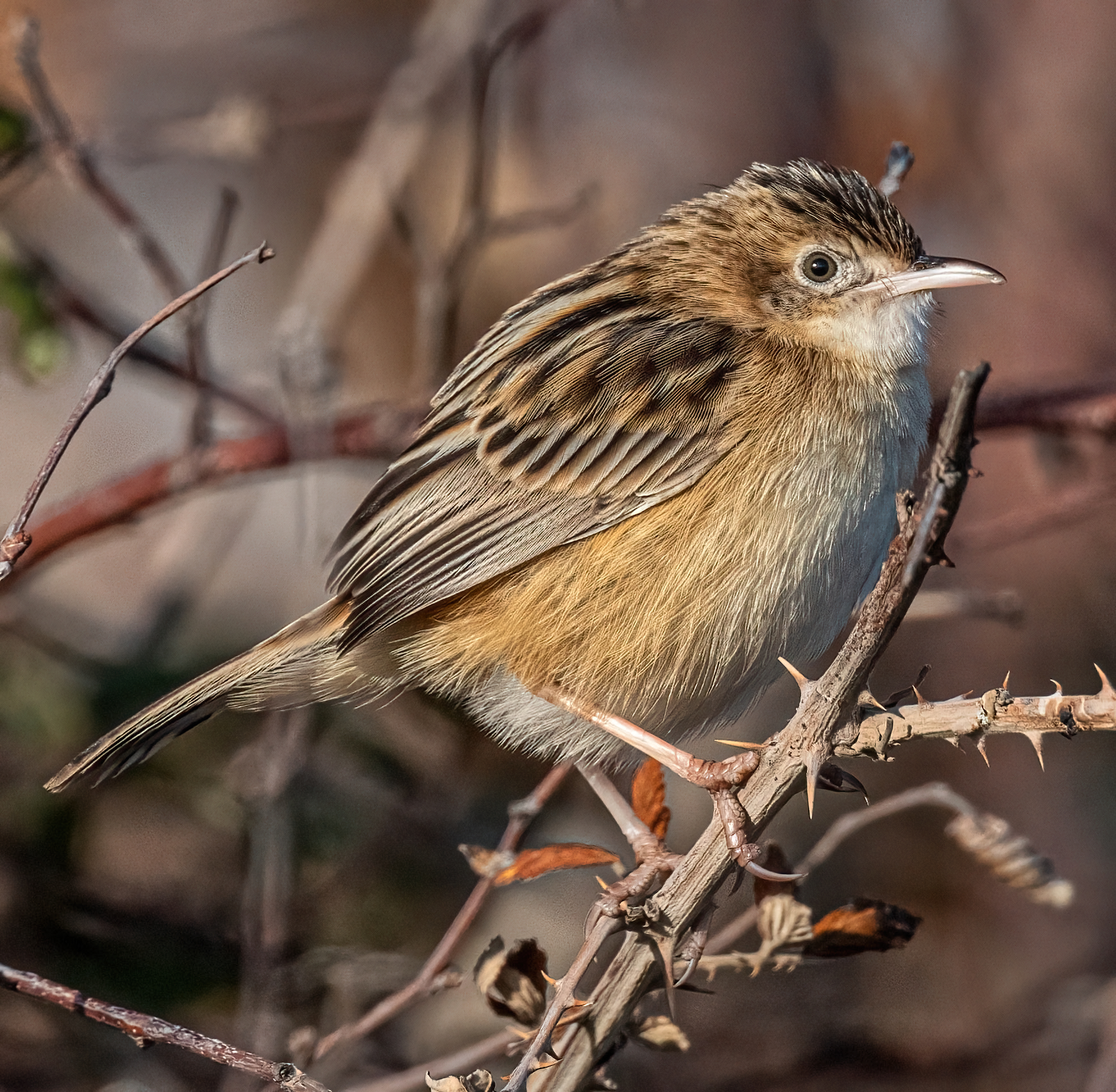 Flycatcher