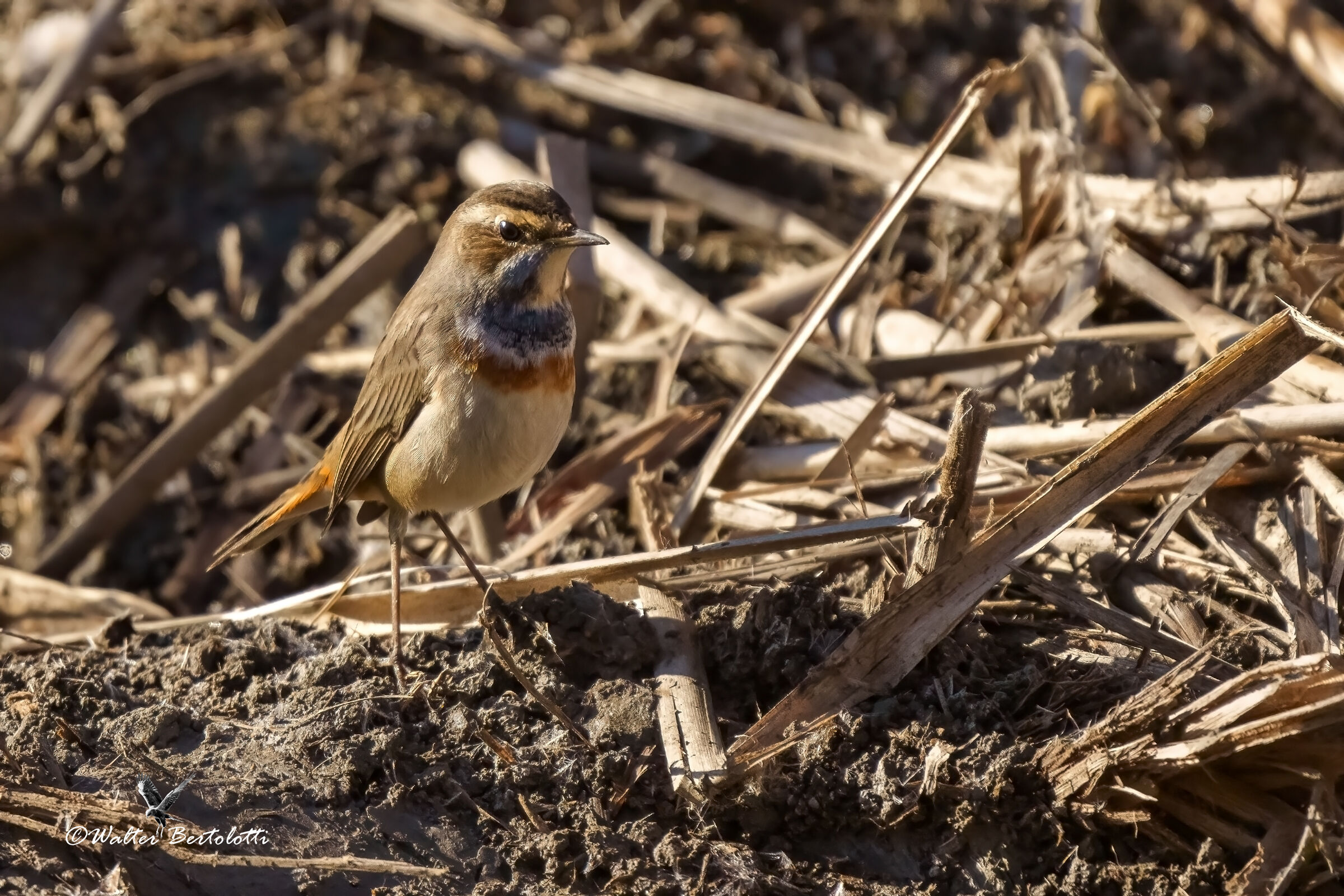 bluethroat