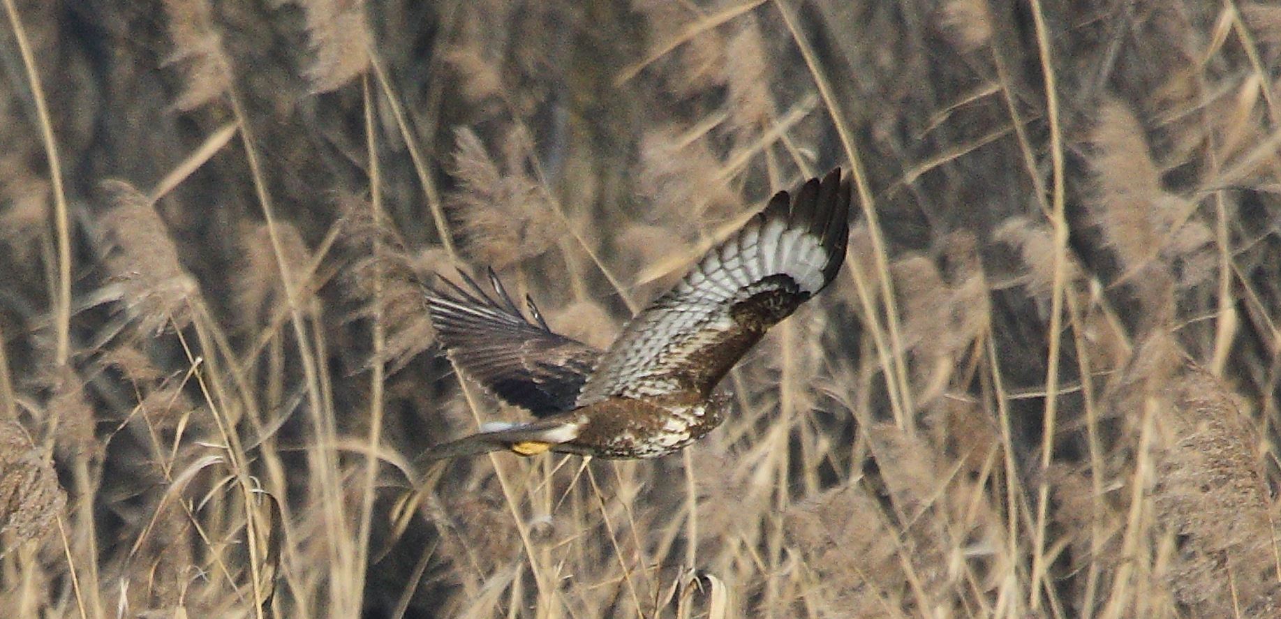 Buteo 24-01-2022