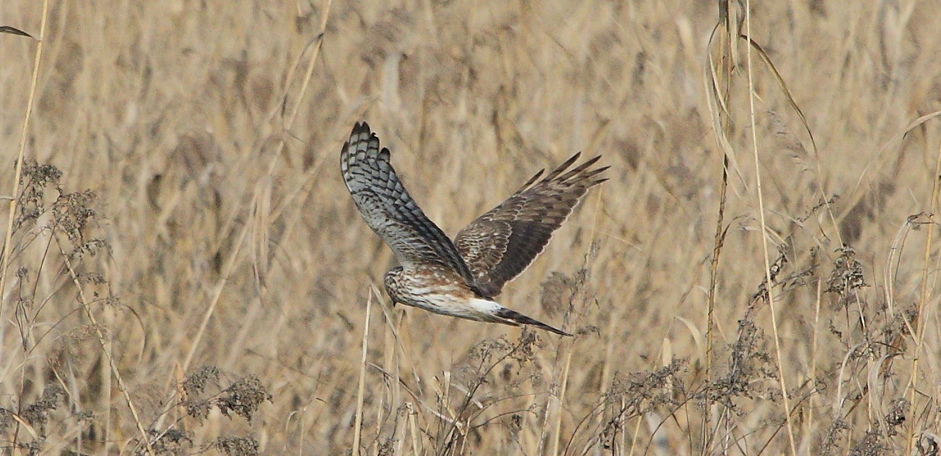 Albanella 27-01-2022