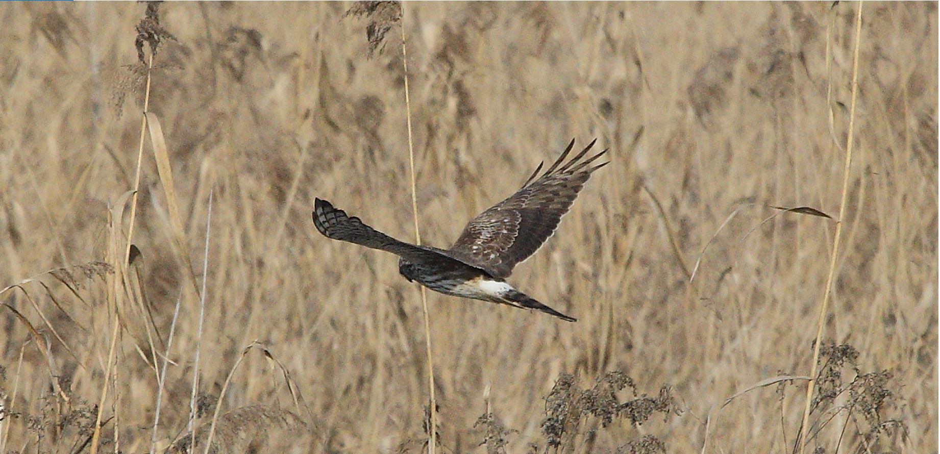 Albanella 27-01-2022