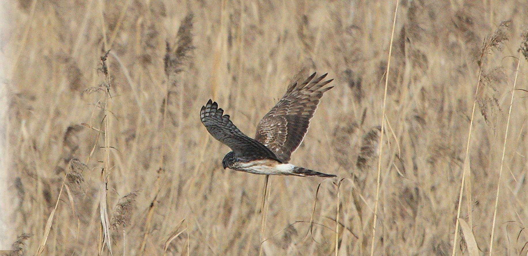 Albanella 27-01-2022