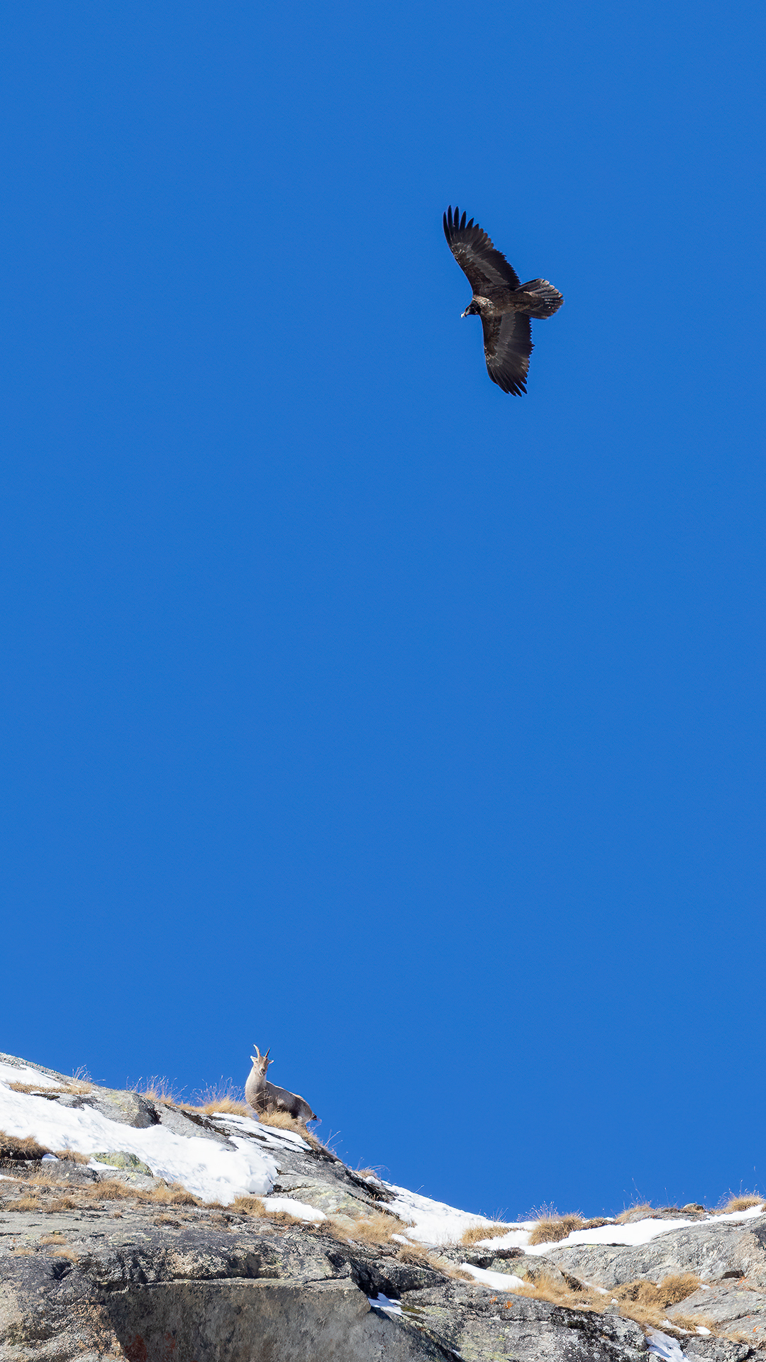 Bearded vulture and ibex