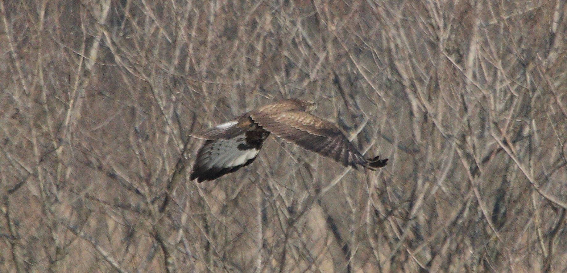 Buteo 24-01-2022